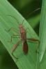 244115 – Photo : D. Martinez – Philippines